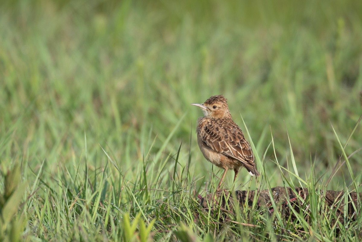 Spike-heeled Lark (Spike-heeled) - ML292072851