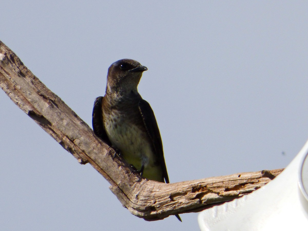 Purple Martin - Mary  McMahon