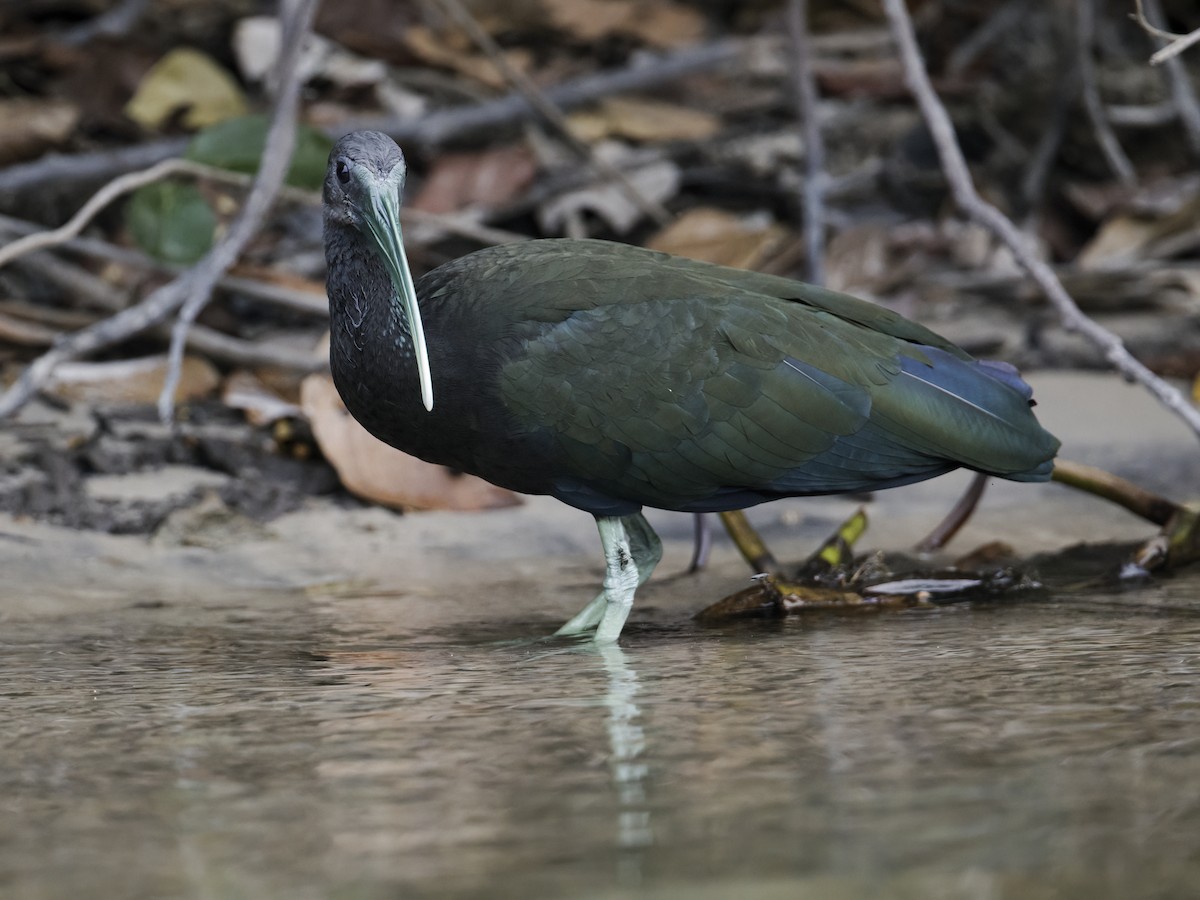 Green Ibis - ML292077871