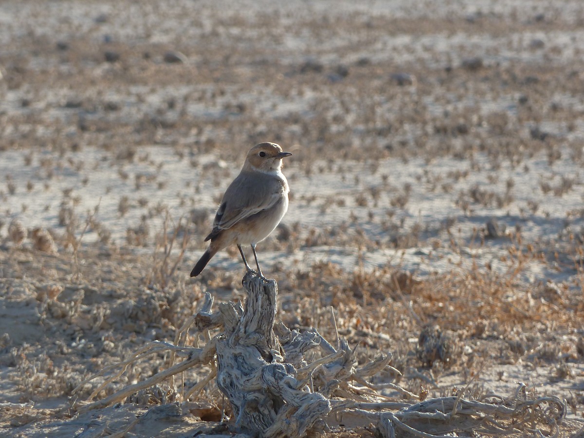 Red-rumped Wheatear - Itay Berger