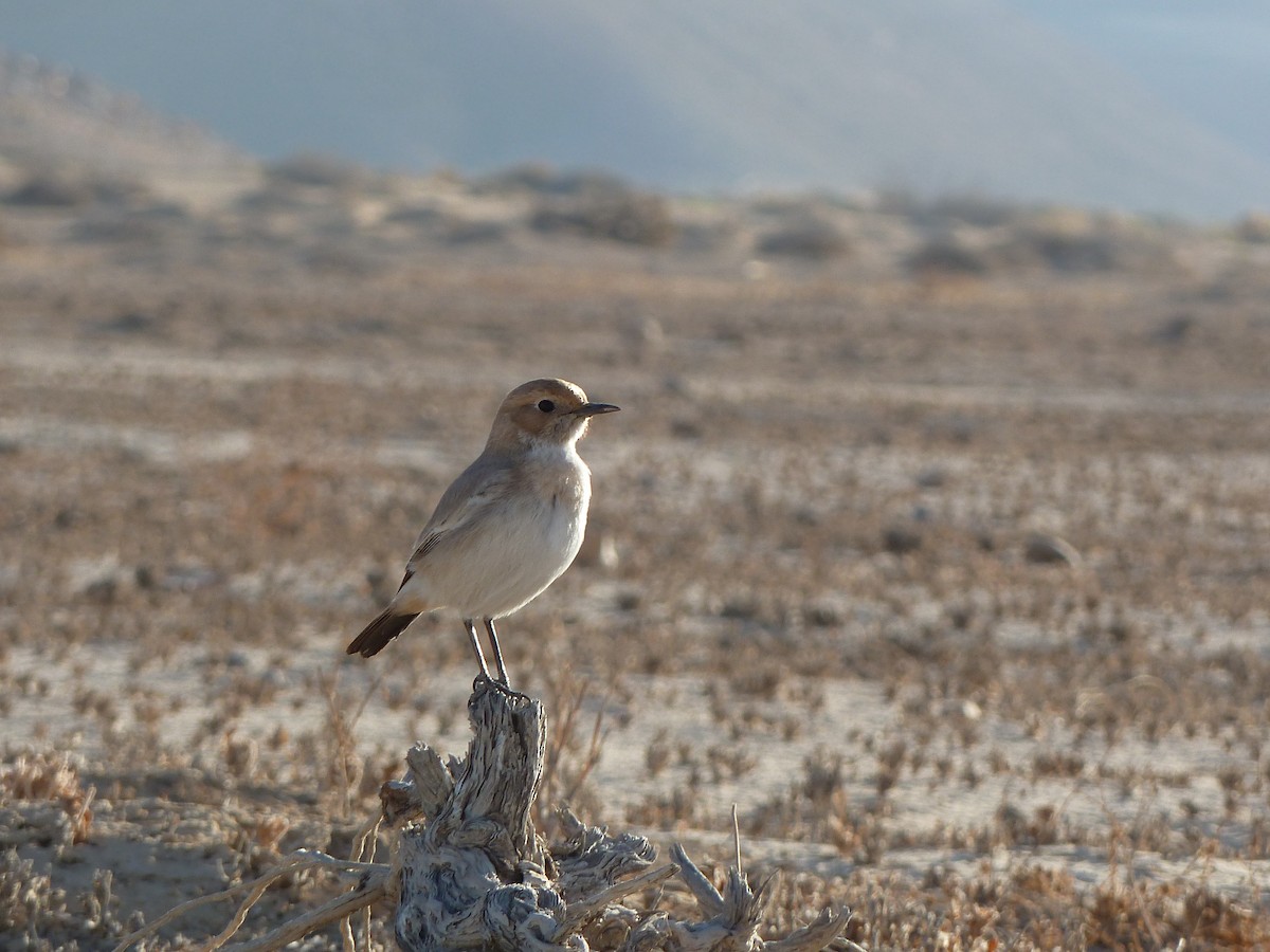 Red-rumped Wheatear - Itay Berger