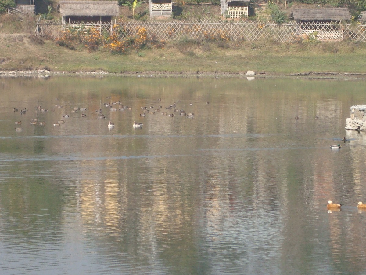 Graylag Goose - ML292079051