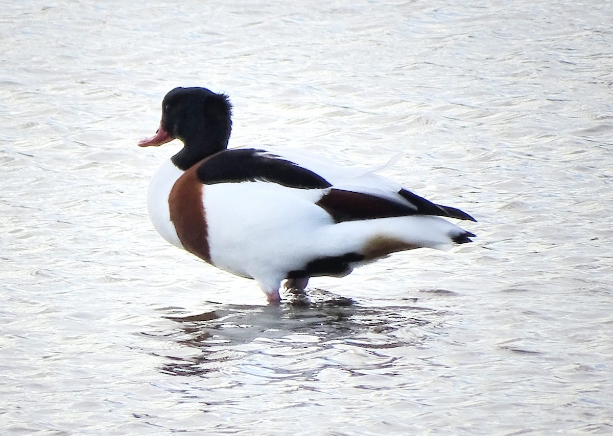 Volpoca - ML292080461