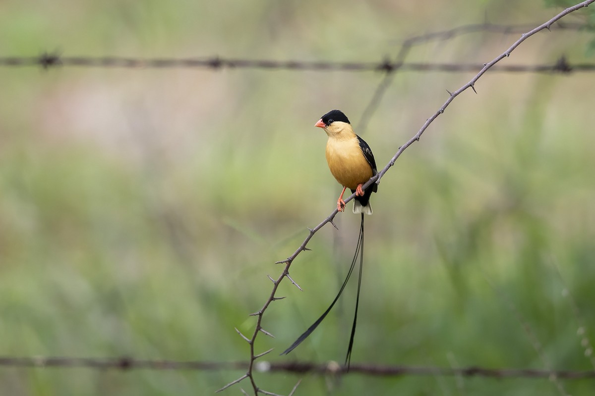 Shaft-tailed Whydah - Niall D Perrins