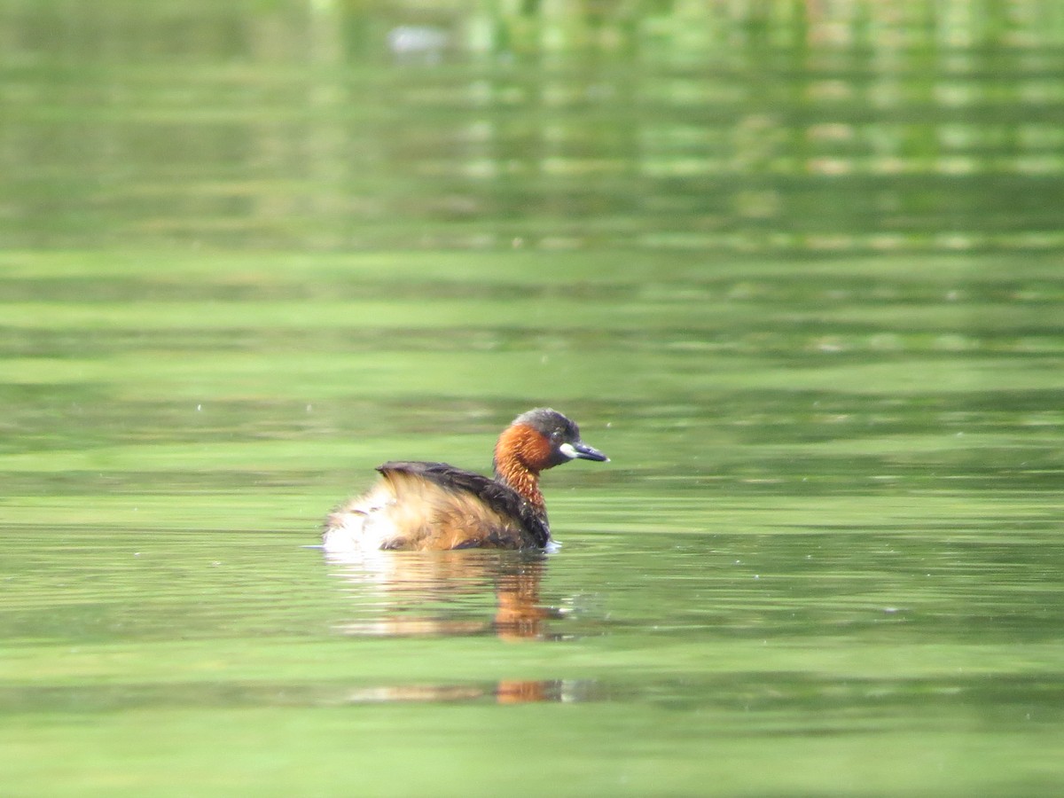 Little Grebe - ML292081351