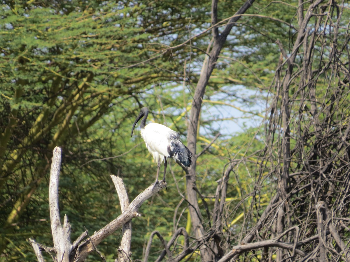 African Sacred Ibis - ML292082061