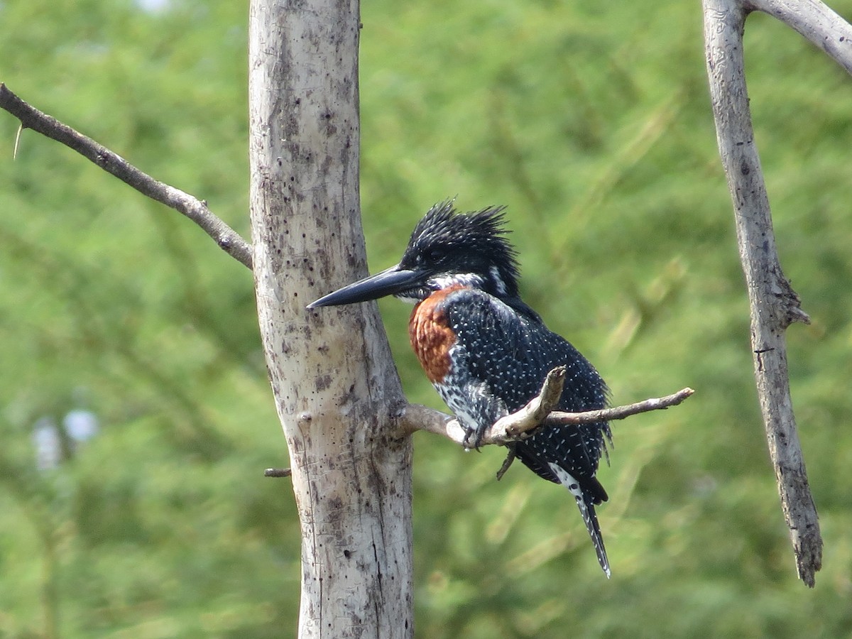 Giant Kingfisher - ML292082361