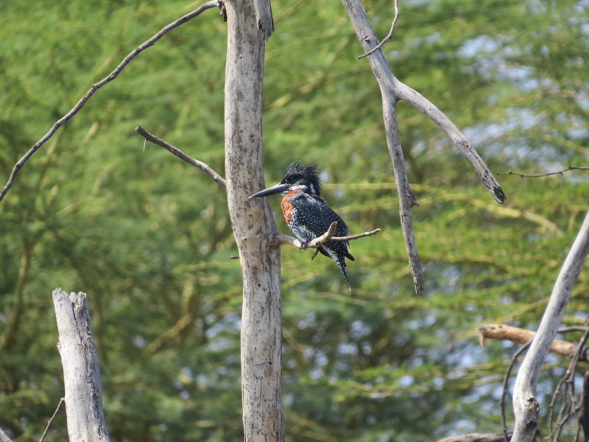 Giant Kingfisher - ML292082381