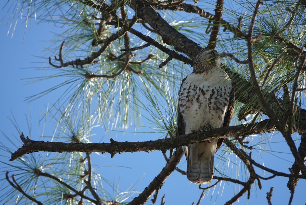 Red-tailed Hawk - ML292083441