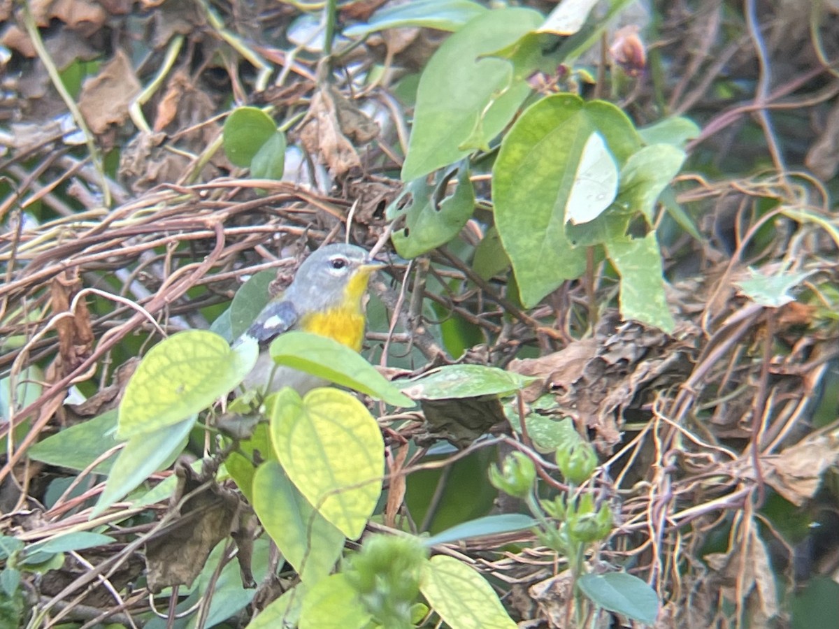 Northern Parula - ML292083461