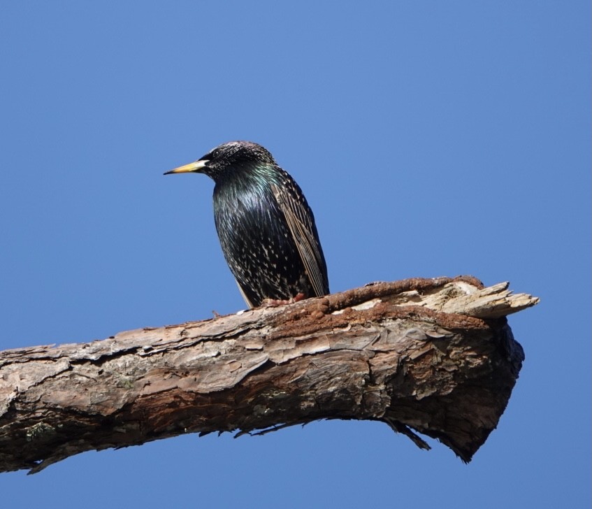 European Starling - ML292084611