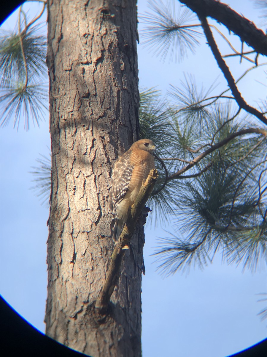 Red-shouldered Hawk - Kerrington Maner