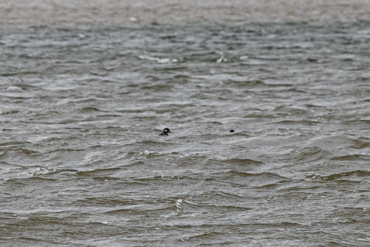 Bufflehead - ML292086641