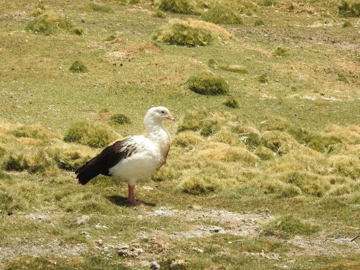 Andean Goose - ML292087791