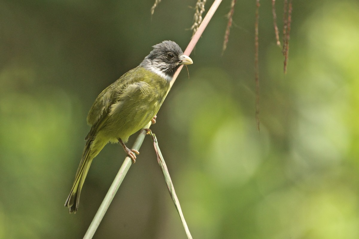 Collared Finchbill - Adrian Boyle