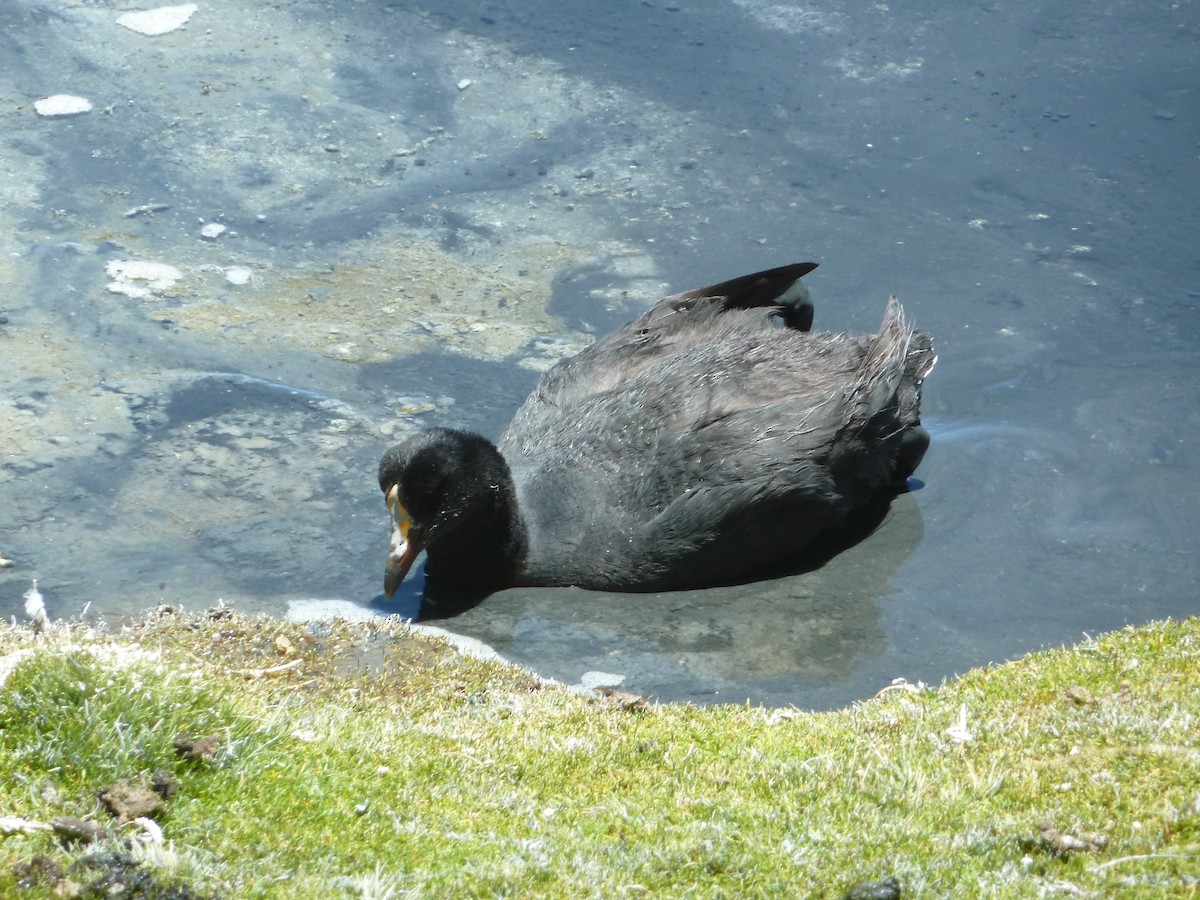 Giant Coot - Christian Rixen