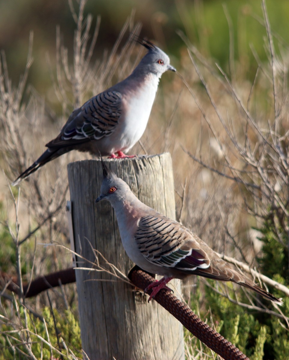Crested Pigeon - ML292091091