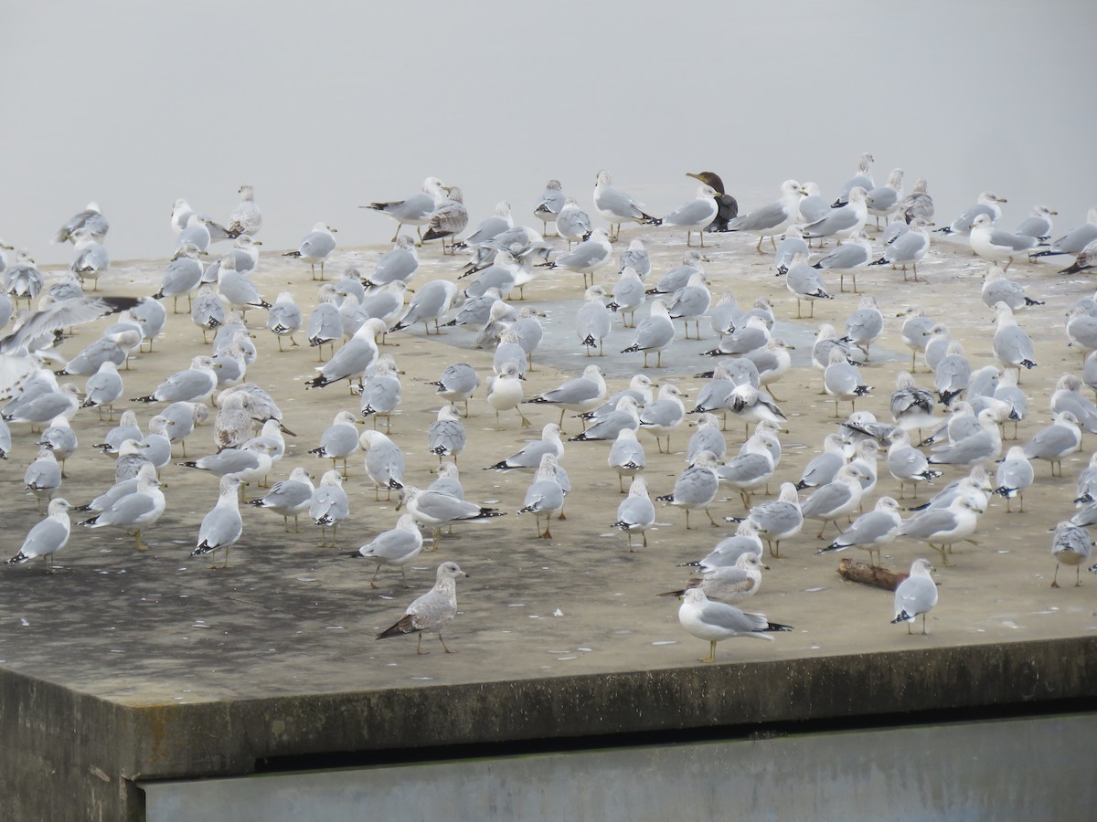 Ring-billed Gull - ML292091551