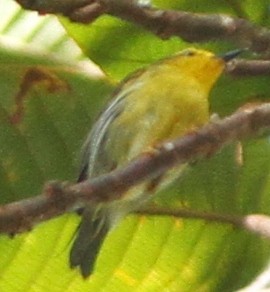 Leyte Plumed-Warbler - ML29209341