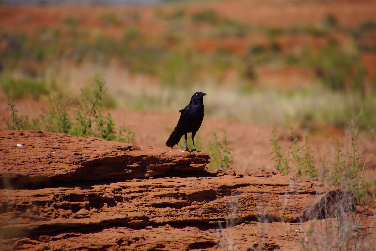 Great-tailed Grackle - ML292094891