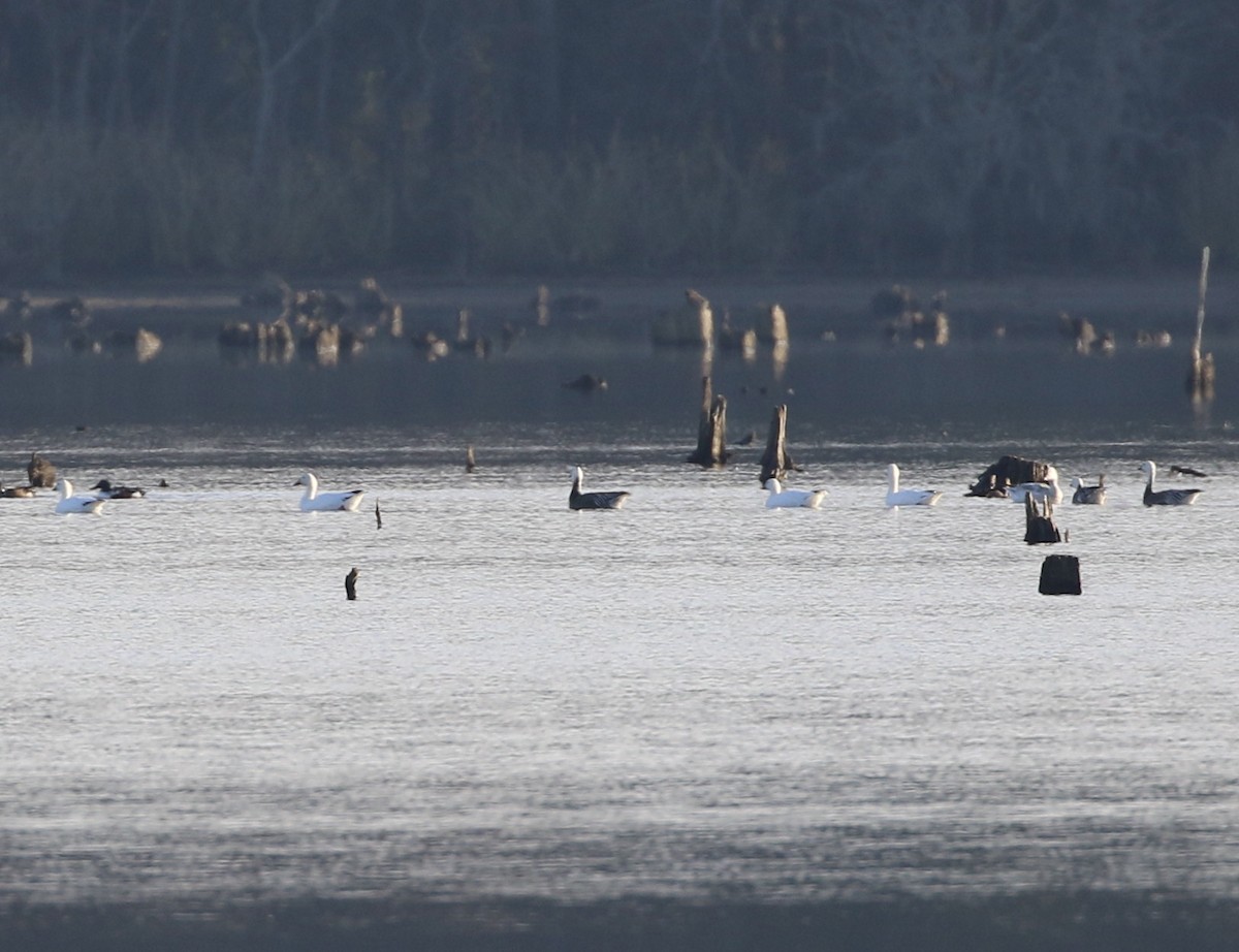 Snow Goose - Steve Rhodes