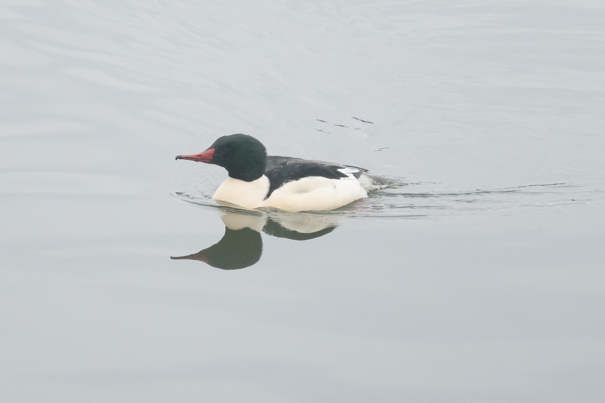 Common Merganser - ML292096711