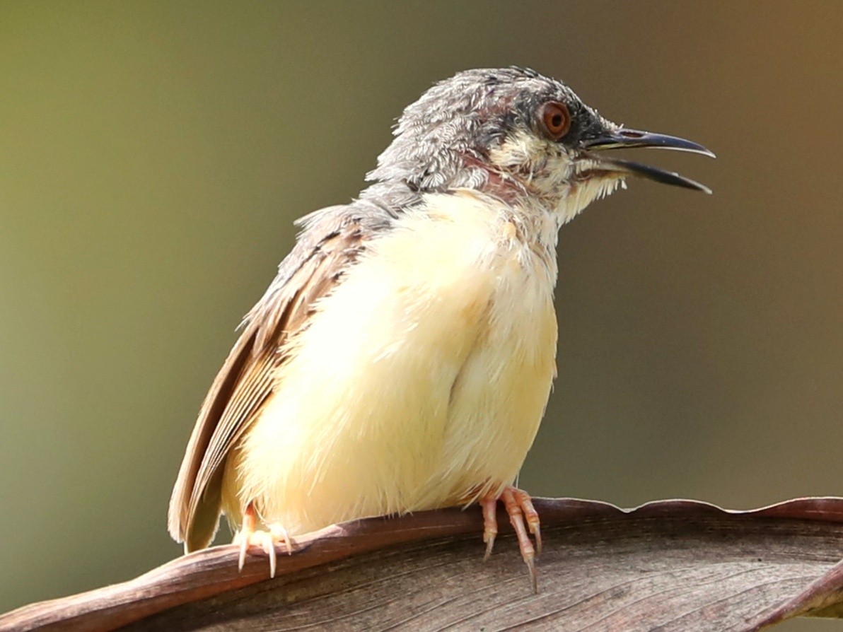 Ashy Prinia - ML292098221