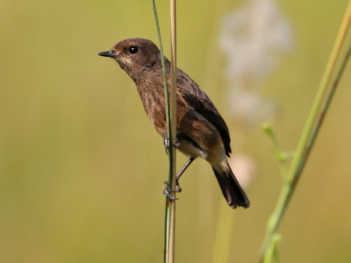 Pied Bushchat - ML292098241