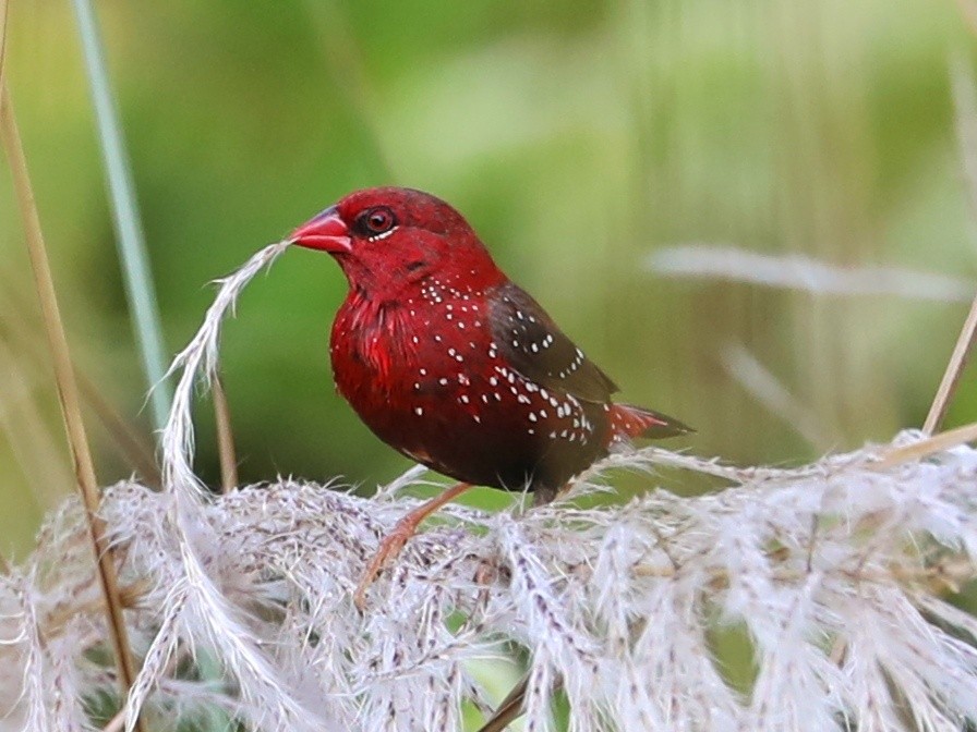 Red Avadavat - ML292098261