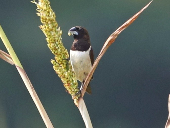 White-rumped Munia - ML292098281