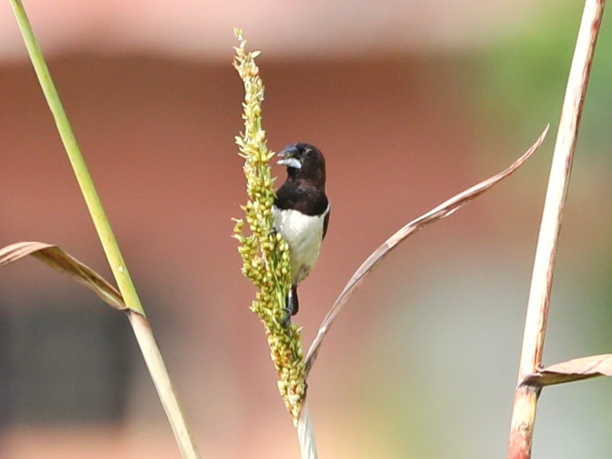 White-rumped Munia - ML292098291