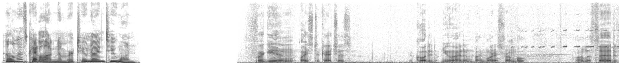 Magellanic Oystercatcher - ML2921