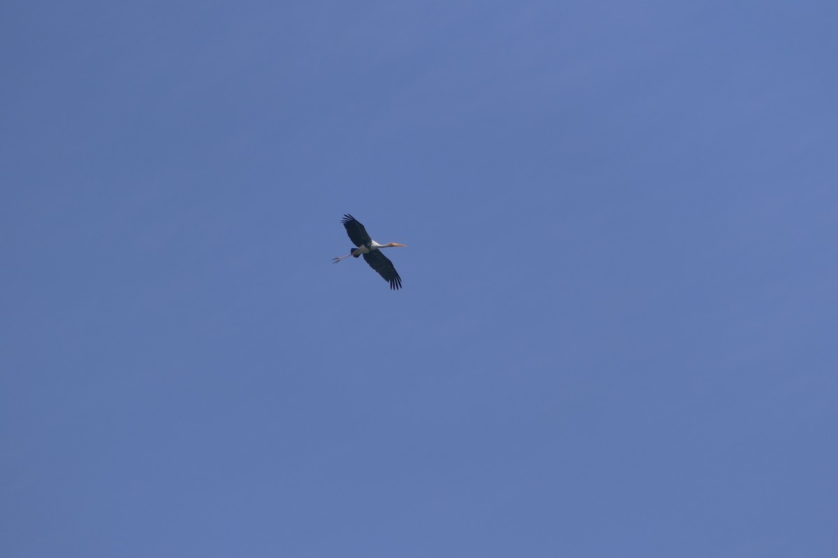 Painted Stork - ML292100291