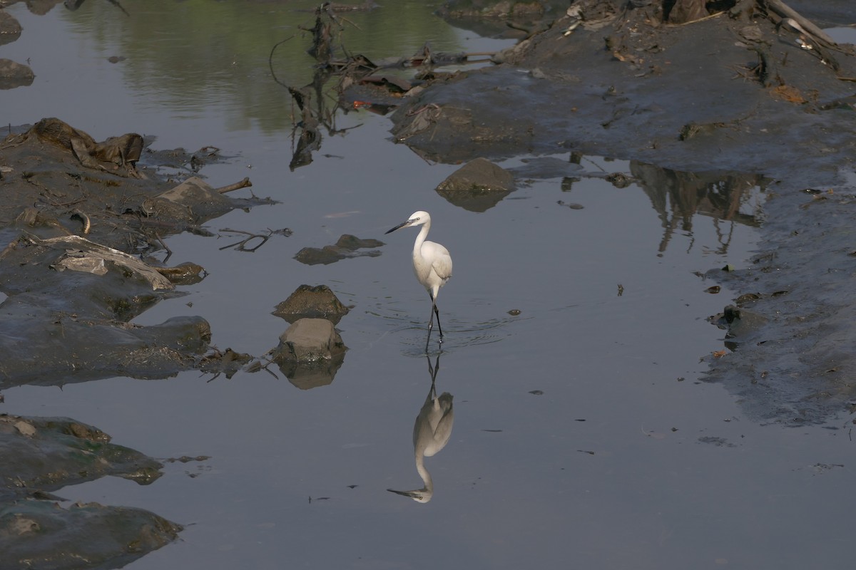 Little Egret - ML292100461