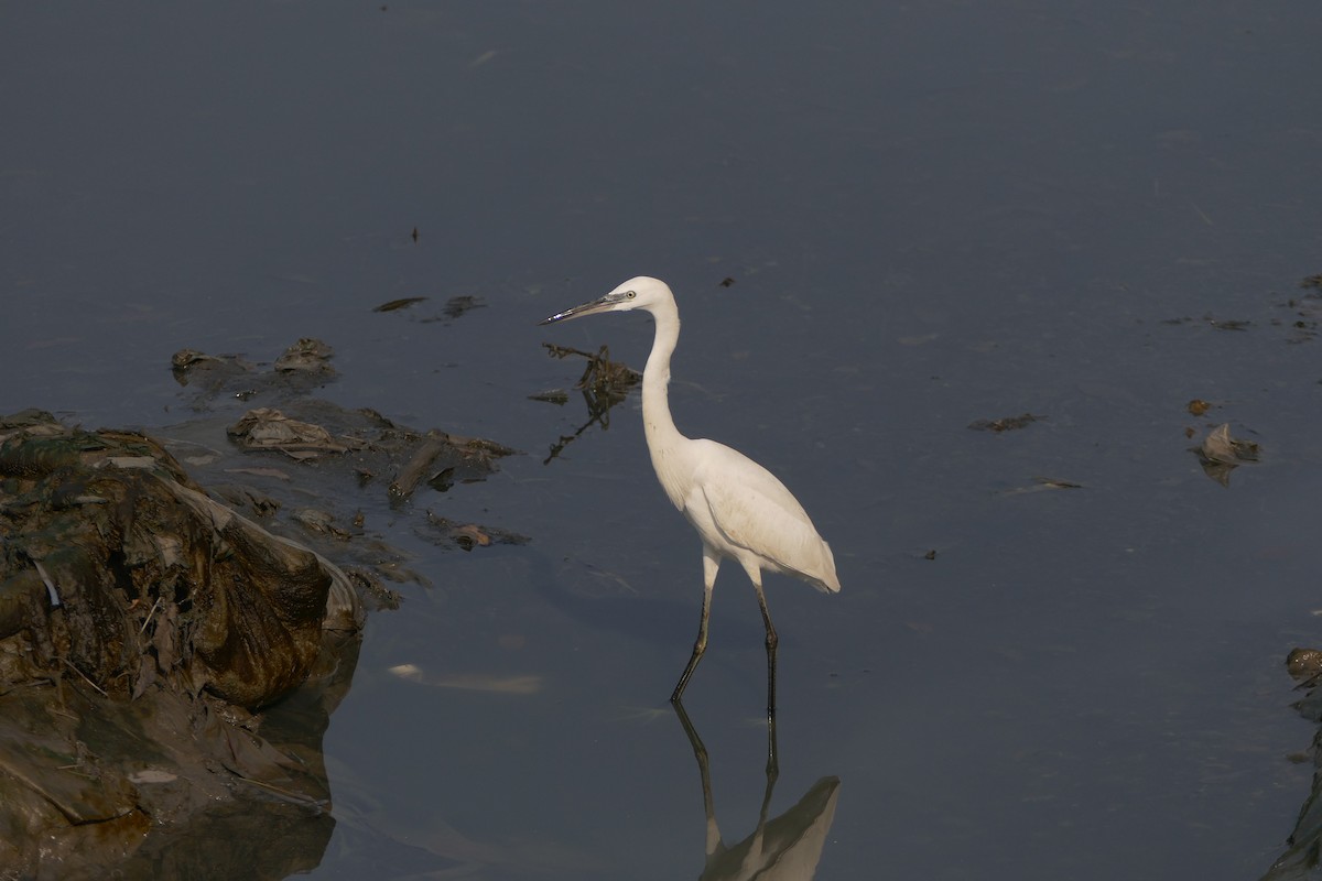 Little Egret - ML292100471