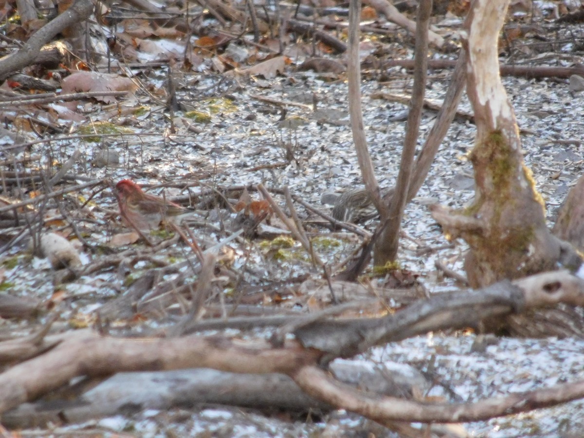 Purple Finch - ML292101021