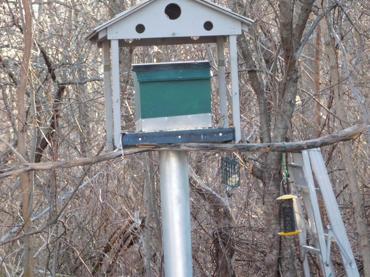 Purple Finch - ML292101221