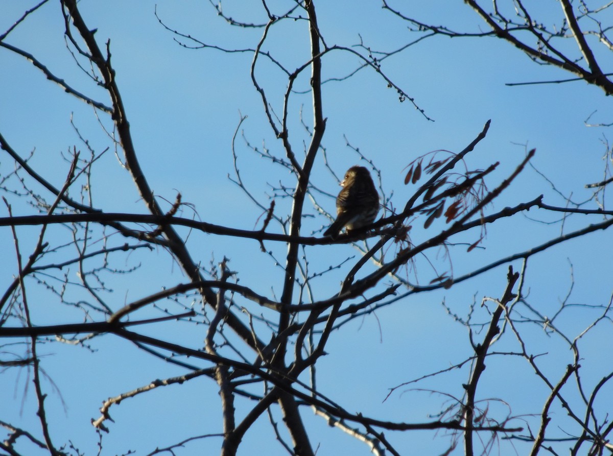 Purple Finch - ML292101291
