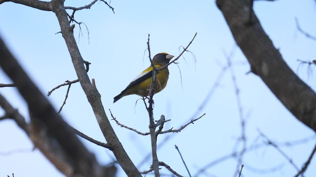 Evening Grosbeak - ML292102491