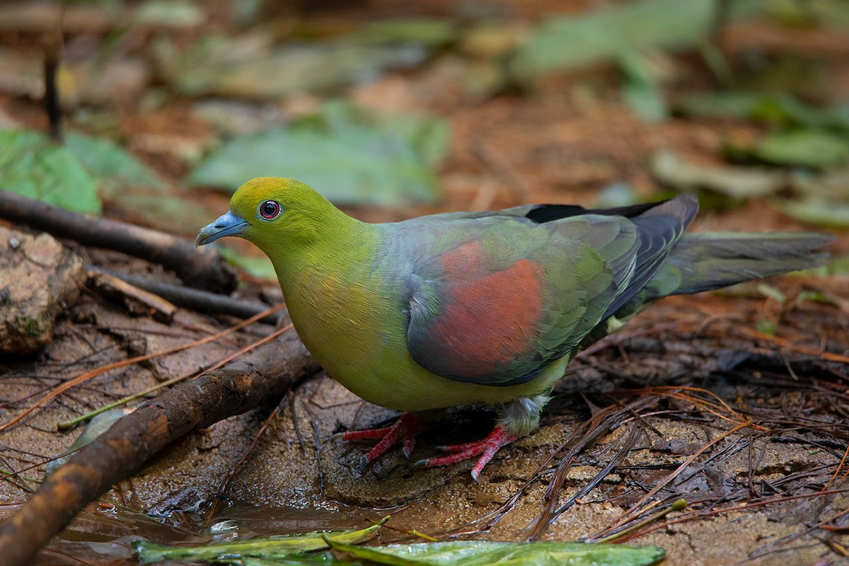 Wedge-tailed Green-Pigeon - ML292103601