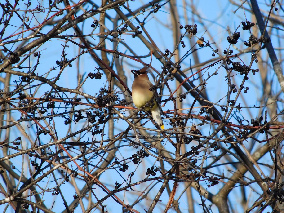 Cedar Waxwing - William Irwin