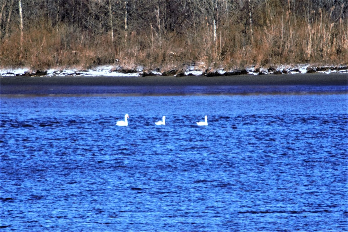 Cygne tuberculé - ML292105611