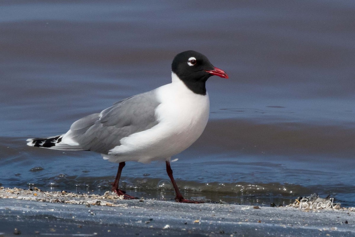 Franklin's Gull - Brad Argue