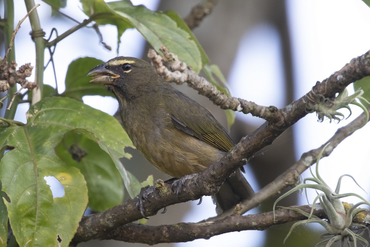 Saltator du Mexique - ML292108091