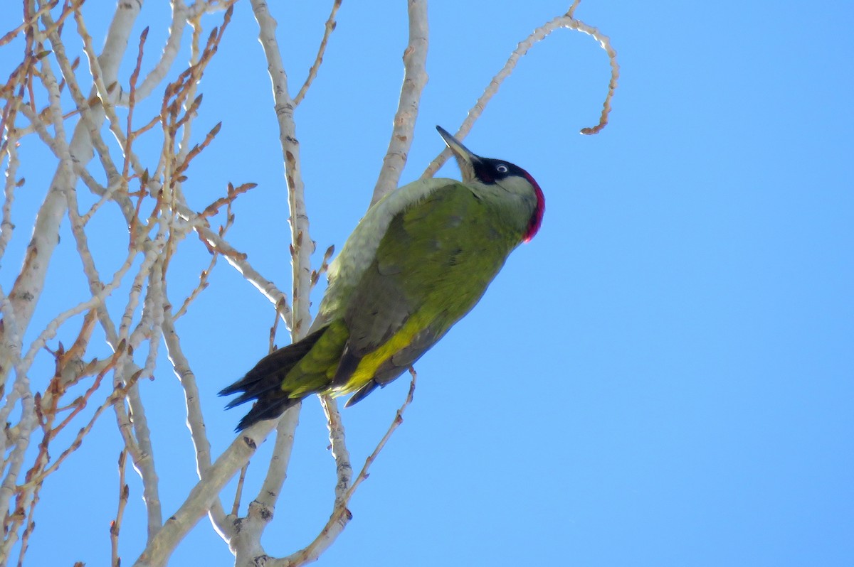 Eurasian Green Woodpecker (Eurasian) - Houman Doroudi