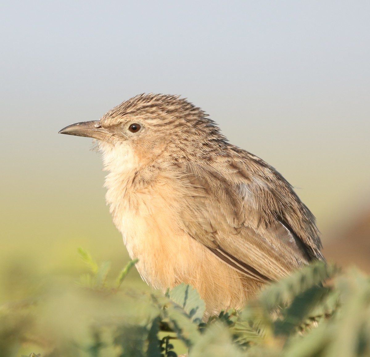 Common Babbler - Vyom Vyas