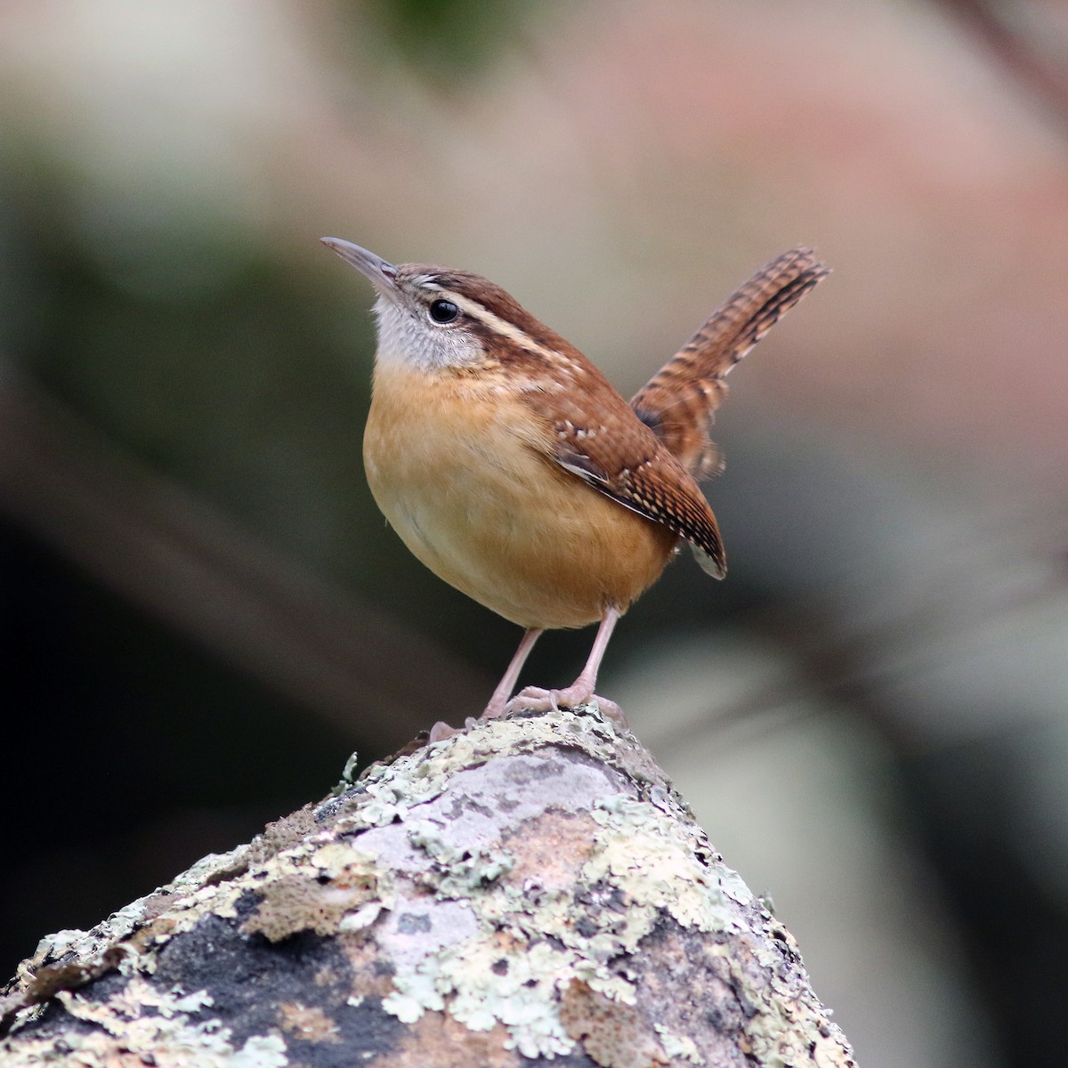 Carolina Wren - ML292113701