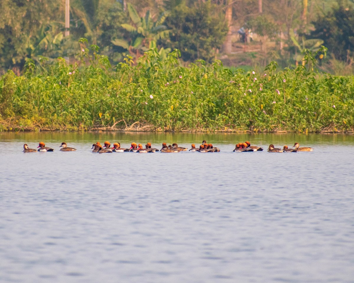 Red-crested Pochard - ML292115201