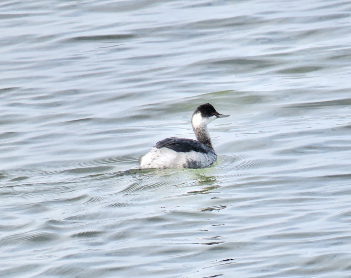 Eared Grebe - ML292115371