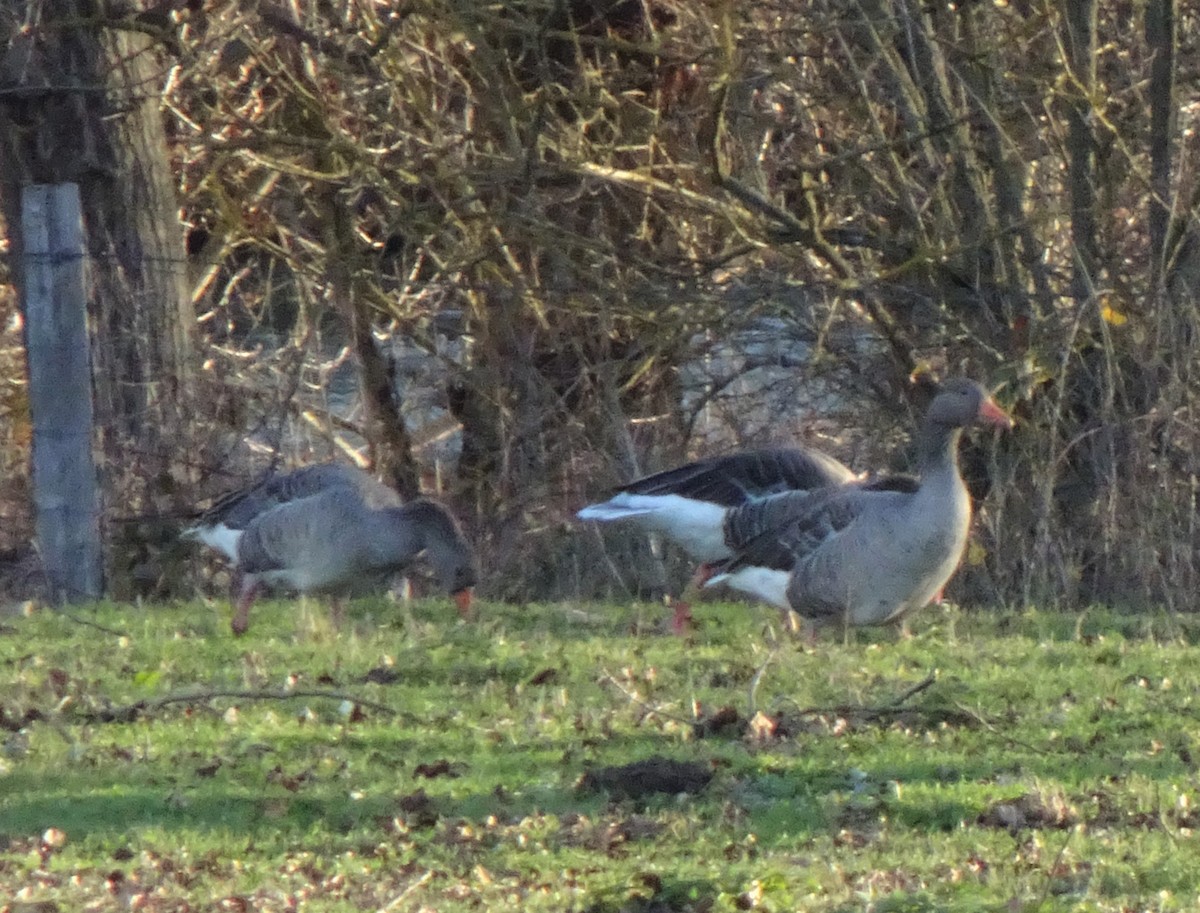 Graylag Goose - ML292116381